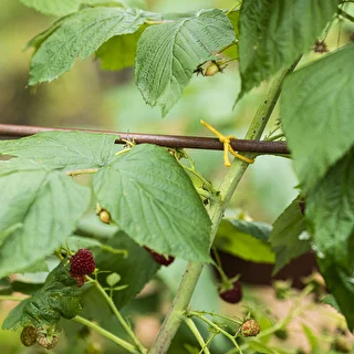 Bavlnený špagát žltý 2 mm/55 m/100 g – photo 9