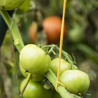 Bavlnený špagát žltý 2 mm/55 m/100 g – photo 10