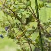 Bavlnený špagát žltý 2 mm/55 m/100 g - 8 ['bavlnený špagát', ' bavlnený povraz', ' špagát pre jemné rastliny', ' prírodný špagát', ' ekošpagát', ' špagát na makramé', ' špagát na viazanie', ' špagát na ručné práce', ' špagát na sťahovanie', ' žltý špagát', ' žltý povraz']