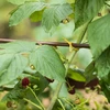 Bavlnený špagát žltý 2 mm/55 m/100 g - 9 ['bavlnený špagát', ' bavlnený povraz', ' špagát pre jemné rastliny', ' prírodný špagát', ' ekošpagát', ' špagát na makramé', ' špagát na viazanie', ' špagát na ručné práce', ' špagát na sťahovanie', ' žltý špagát', ' žltý povraz']