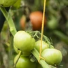 Bavlnený špagát žltý 2 mm/55 m/100 g - 10 ['bavlnený špagát', ' bavlnený povraz', ' špagát pre jemné rastliny', ' prírodný špagát', ' ekošpagát', ' špagát na makramé', ' špagát na viazanie', ' špagát na ručné práce', ' špagát na sťahovanie', ' žltý špagát', ' žltý povraz']