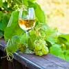Enovini® OK WHITE - vínne kvasnice znižujúce kyslosť 7 g - 9 ['kvasnice na jablká', ' kvasnice na biele hrozno', ' víno z jabĺk', ' víno z hrozna', ' kvasnice znižujúce kyslosť', ' kvasnice na biele vína', ' sušené kvasnice', ' domáce víno', ' kvasnice redukujúce kyslosť']