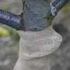 Jutová páska 10 cm/5 m - 7 ['jutová páska', ' jutová páska', ' páska na paradajky', ' páska na uhorky', ' prírodná páska', ' ekopáska', ' páska na viazanie', ' páska na ručné práce', ' jutová stuha']