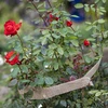 Jutová páska 5 cm / 8 m - 7 ['jutová páska', ' jutová páska', ' páska na paradajky', ' páska na uhorky', ' prírodná páska', ' ekopáska', ' páska na viazanie', ' páska na ručné práce', ' jutová stuha']