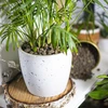Keramzit pre izbové rastliny, záhradníctvo a lesy v skle, 4-10 mm, 1L - 10 ['keramzit', ' keramzit záhradnícky', ' cena keramzitu', ' drenáž rastlín', ' drenáž pod rastliny v záhrade', ' keramzit pre rastliny', ' keramzit do pôdy', ' keramzit do lesov v skle', ' keramzit do lesov v pohári', ' zavlažovanie rastlín', ' ako zlepšiť pestovanie rastlín', ' do domu a záhrady', ' starostlivosť o rastliny', ' ochrana rastlín', ' ako sa starať o rastliny', ' ako sa starať o kvety v záhrade', ' pestovanie kvetov v kvetináčoch', ' prostriedky na pestovanie rastlín', ' substráty pre rastliny', ' rastliny v dome', ' rastliny v záhrade', ' rady záhradníkov', ' kvety v dome', ' lesy v pohároch', ' rastliny v skle', ' rastlinné kompozície v skle']