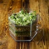 Klíčkovnica viacúrovňová Niezłe Ziółko + 10 balení semien - 21 ['zdravé klíčky', ' domáca pestovanie klíčkov', ' klíčky produkt vegánsky', ' pestovanie klíčkov doma', ' klíčkovnice', ' klíčkovnica do domu', ' pestovanie klíčkov', ' semená na klíčenie', ' súprava klíčkovnica so semenami', ' klíčkovnica so semenami', ' klíčkovnica so súpravou semien', ' klíčky', ' klíčenie', ' klíčkovnica viacúrovňová', ' klíčkovnica']
