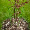 Kruhová podpora pre rastliny 3 kruhy 1,2m - 3 ['podpora pre rastliny', ' podpora kruhová pre kríky', ' záhradná podpora', ' podpora na ruže', ' záhradná pergola', ' objímka pre rastliny', ' podperka pre rastliny', ' podpora kvetinová', ' podpora pre izbové rastliny', ' podpora pre hortenzie', ' podpora pre čučoriedky', ' podpora pre popínavé rastliny', ' zelená podpora', ' tmavozelená podpora pre rastliny', ' oceľová podpora pre rastliny s kruhmi']