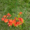 Kruhová podpora pre rastliny 3 kruhy 1,5m - 5 ['podpora pre rastliny', ' podpora kruhová pre kríky', ' záhradná podpora', ' podpora na ruže', ' záhradná pergola', ' objímka pre rastliny', ' podperka pre rastliny', ' podpora kvetinová', ' podpora pre izbové rastliny', ' podpora pre hortenzie', ' podpora pre čučoriedky', ' podpora pre popínavé rastliny', ' zelená podpora', ' tmavozelená podpora pre rastliny', ' oceľová podpora pre rastliny s kruhmi']
