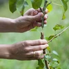 Nožnice na štepenie s páskou - 6 ['záhradnícke nožnice', ' nástroj na štepenie', ' prístroj na štepenie', ' na štepenie rastlín', ' na štepenie stromov', ' štepenie stromov', ' štepenie rastlín']