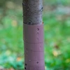 Ochranná špirála na stromčeky - fi 3,5 x 80 cm - 3 