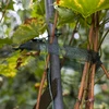 Páska na viazanie rastlín PE 3 cm x 50 m - 4 ['páska na viazanie', ' páska na upevnenie', ' záhradná páska', ' viazanie rastlín']