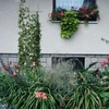 Podpora pre rastliny - záhradná mriežka 150 x 45cm - 4 ['podpora pre rastliny', ' podpora pre kríky mriežka', ' záhradná podpora', ' záhradná pergola', ' mriežka pre rastliny', ' podpera pre rastliny', ' kvetinová podpora', ' podpora pre záhradné rastliny', ' podpora pre brečtan', ' oceľová podpora', ' podpora s uchytením na stenu', ' podpora pre popínavé rastliny', ' podpora pre ružové kríky', ' čierna podpora', ' akú podporu pre rastliny vybrať', ' udržiavaná záhrada', ' mriežka pre popínavé rastliny', ' podpora pre ruže', ' podpora pre brečtan', ' pre ružové kríky', ' kovové podpory pre kvety', ' záhradné príslušenstvo', ' ako sa starať o rastliny', ' odporúčané podpory pre rastliny', ' podpora v tvare mriežky', ' podpora priskrutkovaná k múru']