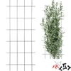 Podpora pre rastliny – záhradná mriežka 150 x 60cm - 13 