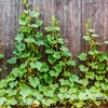 Sieť na popínavé rastliny: 2 x 20m - 5 ['sieť na rastliny', ' sieť na popínavé rastliny', ' sieť na popínavé rastliny', ' záhradná sieť', ' sieť', ' záhradná pergola', ' opory pre rastliny', ' sieť-opora pre kvety', ' opora pre záhradné rastliny', ' opora pre brečtan', ' pružná opora pre popínavé rastliny', ' sieť na vinič', ' akú sieť na popínavé rastliny vybrať', ' udržiavaná záhrada', ' opory pre kvety', ' záhradné príslušenstvo', ' ako sa starať o rastliny', ' odporúčané siete na rastliny', ' trvanlivá sieť z plastu']