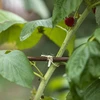 Sisalový špagát 1,8 mm/40 m/100 g - 9 ['špagát zo sisalu', ' sisalový špagát', ' špagát na paradajky', ' špagát na uhorky', ' prírodný špagát', ' ekošpagát', ' špagát na makramé', ' špagát na viazanie', ' špagát na ručné práce']