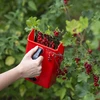 Stroj na zberanie drobného ovocia - 8 ['zberač na bobule', ' hrebeň na ovocie', ' stroj na zberanie', ' zberač na ríbezle', ' zber bobúľ', ' zber ovocia', ' sezóna bobúľ']