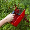 Stroj na zberanie drobného ovocia, kovové zuby - 8 ['zberač na bobule', ' hrebeň na ovocie', ' stroj na zberanie', ' zberač na ríbezle', ' zberanie ovocia', ' zberanie bobúľ', ' sezóna bobúľ']
