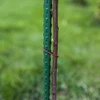 Záhradné tyčky Bioogród – oceľové povlečené, 1,5 m, fi 11 mm, 10 ks - 5 ['záhradná tyčka', ' tyčka na rastliny', ' podpora na rastliny', ' záhradná podpora', ' kovové záhradné podpory', ' podpora na popínavé rastliny', ' podpory na popínavé kvety', ' kovové podpory na kvety', ' kovové povlečené tyčky', ' povlečená tyčka na rastliny', ' jednoduchá oceľová tyčka', ' záhradné príslušenstvo', ' ako sa starať o rastliny', ' odporúčané tyčky na rastliny', ' zelená tyčka', ' povlečené oceľové tyčky']