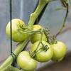 Zelený bavlnený špagát 2 mm/55 m/100 g - 9 ['bavlnený špagát', ' bavlnený šnúr', ' špagát pre jemné rastliny', ' ', ' prírodný špagát', ' ekošpagát', ' špagát na makramé', ' špagát na viazanie', ' špagát na ručné práce', ' špagát na sťahovanie', ' zelený špagát', ' zelený šnúr']
