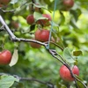 Zelený bavlnený špagát 2 mm/55 m/100 g - 11 ['bavlnený špagát', ' bavlnený šnúr', ' špagát pre jemné rastliny', ' ', ' prírodný špagát', ' ekošpagát', ' špagát na makramé', ' špagát na viazanie', ' špagát na ručné práce', ' špagát na sťahovanie', ' zelený špagát', ' zelený šnúr']