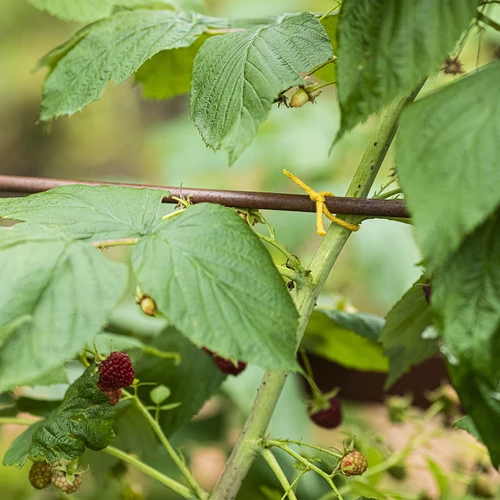 Bavlnený špagát žltý 2 mm/55 m/100 g - 9 ['bavlnený špagát', ' bavlnený povraz', ' špagát pre jemné rastliny', ' prírodný špagát', ' ekošpagát', ' špagát na makramé', ' špagát na viazanie', ' špagát na ručné práce', ' špagát na sťahovanie', ' žltý špagát', ' žltý povraz']