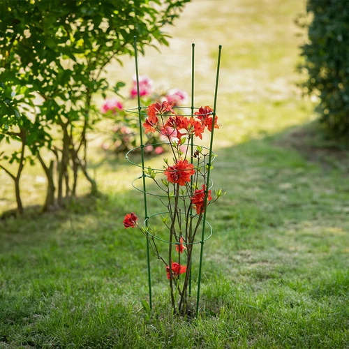 Kruhová podpora pre rastliny 3 kruhy 1,5m - 4 ['podpora pre rastliny', ' podpora kruhová pre kríky', ' záhradná podpora', ' podpora na ruže', ' záhradná pergola', ' objímka pre rastliny', ' podperka pre rastliny', ' podpora kvetinová', ' podpora pre izbové rastliny', ' podpora pre hortenzie', ' podpora pre čučoriedky', ' podpora pre popínavé rastliny', ' zelená podpora', ' tmavozelená podpora pre rastliny', ' oceľová podpora pre rastliny s kruhmi']