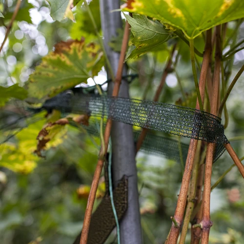 Páska na viazanie rastlín PE 3 cm x 50 m - 4 ['páska na viazanie', ' páska na upevnenie', ' záhradná páska', ' viazanie rastlín']