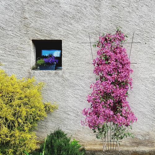 Podpora pre rastliny - záhradná mriežka zužovaná 150 x 75cm - 4 ['podpora pre rastliny', ' podpora pre kríky mriežka', ' záhradná podpora', ' záhradná pergola', ' mriežka pre rastliny', ' podpera pre rastliny', ' kvetinová podpora', ' podpora pre záhradné rastliny', ' podpora pre brečtan', ' oceľová podpora', ' podpora s upevnením na stenu', ' podpora pre popínavé rastliny', ' podpora pre ružové kríky', ' čierna podpora', ' akú podporu pre rastliny vybrať', ' udržiavaná záhrada', ' mriežka pre popínavé rastliny', ' podpora pre ruže', ' podpora pre brečtan', ' pre ružové kríky', ' kovové podpory pre kvety', ' záhradné príslušenstvo', ' ako sa starať o rastliny', ' odporúčané podpory pre rastliny', ' podpora v tvare mriežky', ' podpora priskrutkovaná k múru']