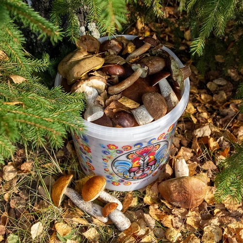 Potravinové vedro GWIOZDA - s vekom, 10 L - 10 ['záhradné vedro', ' vedro s vekom', ' vedro do záhrady', ' vedro s pokrievkou', ' uzatvárateľné vedro', ' uzatvárateľné vedro', ' vedro s potlačou', ' na huby']