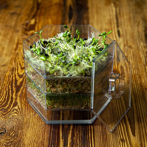 Viacúrovňová klíčkovnica Niezłe Ziółko so semenami reďkovky - 19 ['zdravé klíčky', ' domáca pestovanie klíčkov', ' klíčky produkt vegánsky', ' pestovanie klíčkov doma', ' klíčky reďkovky', ' pestovanie klíčkov', ' semená reďkovky', ' súprava klíčkovnica so semenami', ' klíčkovnica']