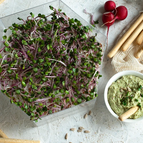 Viacúrovňová klíčkovnica Niezłe Ziółko so semenami reďkovky - 14 ['zdravé klíčky', ' domáca pestovanie klíčkov', ' klíčky produkt vegánsky', ' pestovanie klíčkov doma', ' klíčky reďkovky', ' pestovanie klíčkov', ' semená reďkovky', ' súprava klíčkovnica so semenami', ' klíčkovnica']