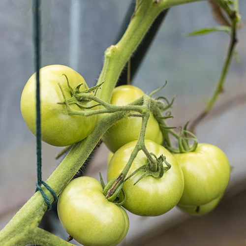 Zelený bavlnený špagát 2 mm/55 m/100 g - 9 ['bavlnený špagát', ' bavlnený šnúr', ' špagát pre jemné rastliny', ' ', ' prírodný špagát', ' ekošpagát', ' špagát na makramé', ' špagát na viazanie', ' špagát na ručné práce', ' špagát na sťahovanie', ' zelený špagát', ' zelený šnúr']