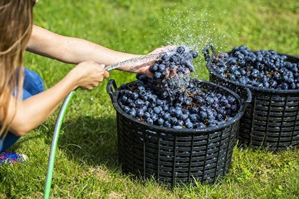 Ako vyrobiť víno krok za krokom?