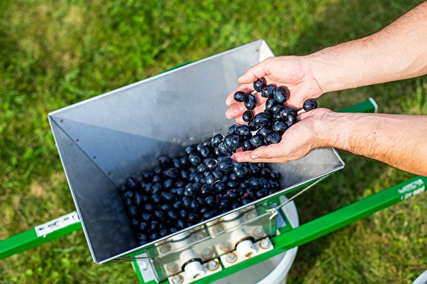 Ako vyrobiť víno krok za krokom?