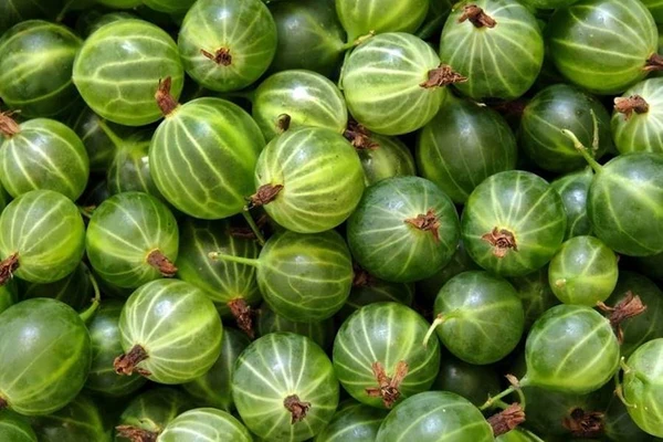 Egrešovka - likér z egreša