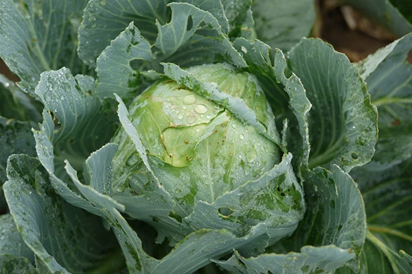 Kyslá kapusta podľa receptu pani Sylwii