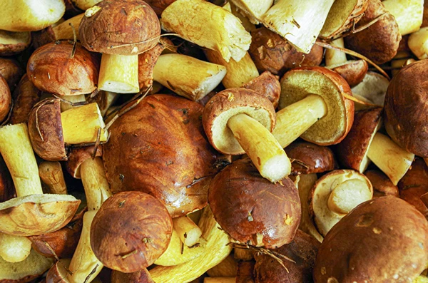 Nakladané hríby hnedé