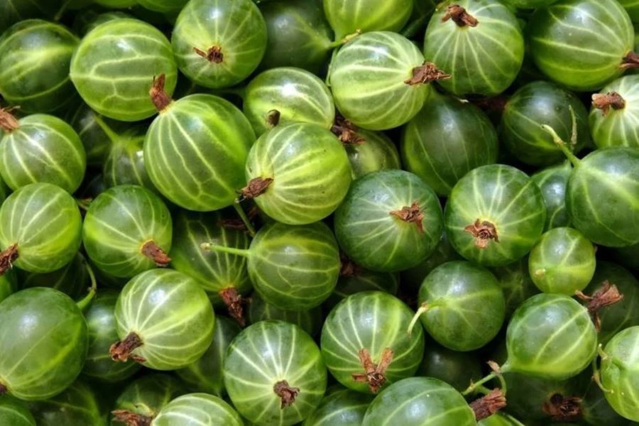 Browin Przepiśnik - Egrešovka - likér z egreša