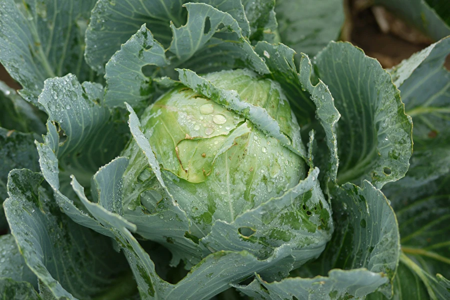 Browin Przepiśnik - Kyslá kapusta podľa receptu pani Sylwii